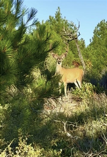 True Facts About Mule Deer in Eastern Oregon