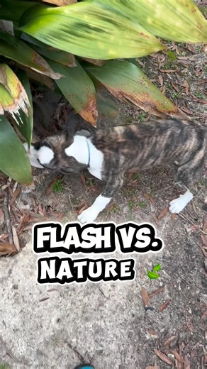 Flash vs. Nature 🍃
