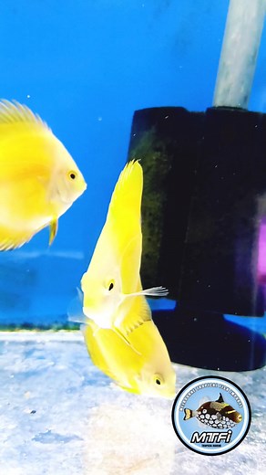💛🐠 YELLOW MELON DISCUS – EVEN DAVE NEEDED SUNGLASSES. 😎💥 Imported, glowing, and hogging the spotlight. Buy live fish online 👉 www.melbournetropicalfish.com.au 💛🐠 YELLOW MELON #BuyLiveFishOnline #MelbourneTropicalFish #YellowMelonDiscus #ImportedDiscus #DiscusFishAustralia #AquariumFishAustralia #PremiumDiscus #TropicalFishAustralia #FishTankLife #DaveDelivers | Melbourne Tropical Fish