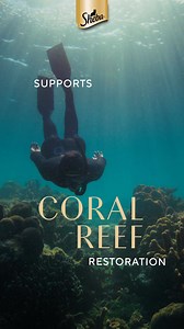 26 reactions | Feeding your cat SHEBA® supports coral reef restoration. Buy Now | Sheba | Facebook