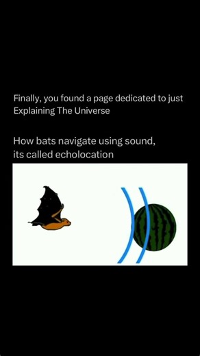 Explaining The Universe on Instagram: "Echolocation is a natural process used by certain animals, such as bats, dolphins, and some whales, to navigate and find food by using sound. These animals produce high-frequency sounds or clicks that travel through the air or water and bounce off objects in their surroundings. When the echoes return, the animals listen carefully and interpret the time it takes for the sound to return, along with the direction and strength of the echo. This allows them to d