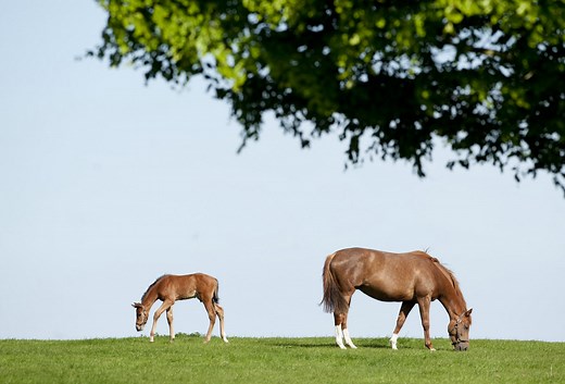 Irish National Stud & Gardens | Kildare | Gardens | Horse | Activities