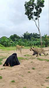 3M views · 12K reactions | Two leopards attacks  in the field #375# #vfx #leopard #shorts #wildlife #animals #reels #tiger | Vfx Nazmul 007 | Facebook