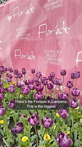 65K views · 768 reactions | What do you love most about #spring in Australia?  #AlamMoBa #springtime #springinaustralia | SBS Filipino | Facebook