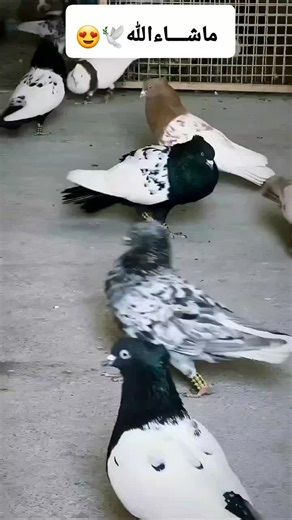 Pigeons in Colorful Coop: A Closer Look