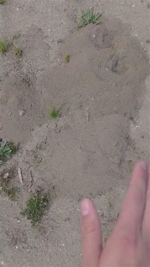 How to identify gopher mounds!