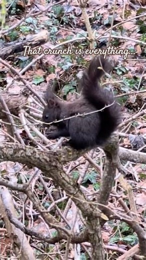 Germany’s Dark Squirrel#nature #naturelovers #shorts