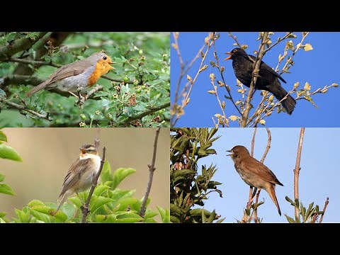 VOGELGELUIDEN HERKENNEN, een Oefenvideo.