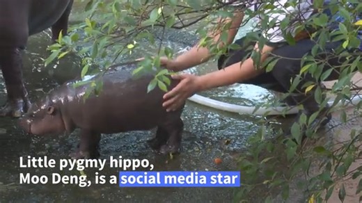 Endangered pygmy hippo at Thai zoo goes viral. The tiny hippo plops to the ground, seemingly unfazed by her rapid rise to TikTok stardom. Moo Deng -- whose name in Thai means "bouncy pork", a popular snack -- is now an unwitting poster child for the endangered pygmy hippo. Full story: https://u.afp.com/5E86 | AFP News Agency