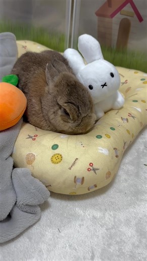 Adorable Bunny Rabbit: A Cute and Sleepy Pet Video
