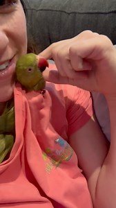 Ducky gets stuck! I wonder who made these lovely holes in mom’s shirt? 😅 #talkingbird #talkingparrot #birdsofinstagram #parrotsofinstagram #cuteanimals #funnyanimals #parrot #irn #babyanimals | Beakybeaker