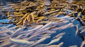 湖面正下方游泳的黄鳟鱼群特写，带有水上反射 库存影片视频（100% 免版税）3977116213 | Shutterstock