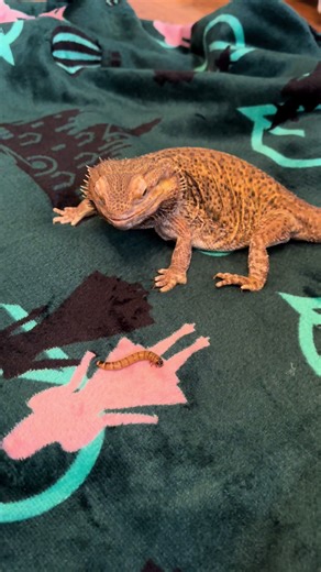 Lizzy is dancing through life eating some worms! She is ready (and her humans are too) for Wicked: For Good to come out! #beardeddragon #wicked #dancingthroughlife #wickedforgood #lifewithlizzy