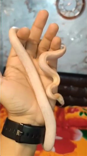 Cute Little White Pet Snake #animals #viral #trending #vlog #bollywood #shorts