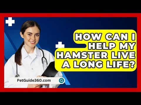 How Can I Help My Hamster Live A Long Life? - PetGuide360.com