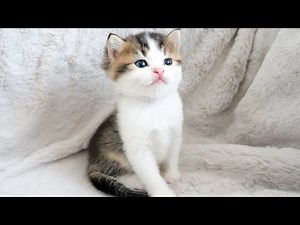 Kitten Fifi is finally out of the box