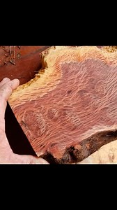 31 reactions · 5 comments | Guess the species! @australian.tropical.timbers #woodnetwork #woodworking #logging #sawmill #lumberyard #lumber #forestry #wood #arborists #salvagedwood #reclaimedwood #forestproducts #timber #slabs #localwood #slaburday #urbanlumber #artisian #slabsupply #woodworker #sustainability #woodfurniture #climatechange #woodworkingdiy #epoxy #hardwood #softwood #art #woodisgood | WherWood | Facebook
