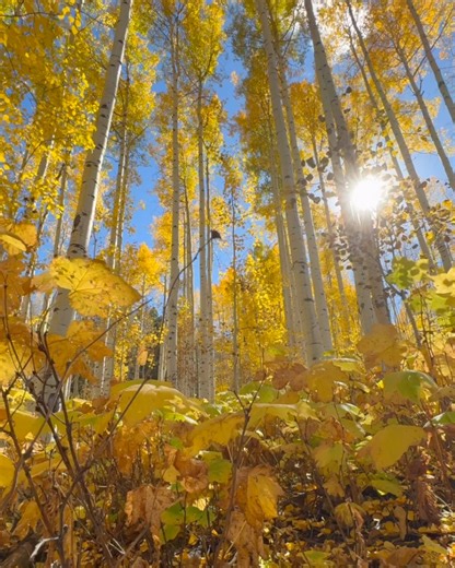 100K views · 5.3K reactions | The fall is short and sweet in the Colorado Rockies, I wish it would last just a little longer. | Michael J Bauer Photography | Facebook