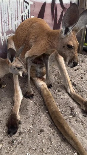 Animal EDventure Park & Safari on Instagram: "OMG! Watch this baby make its journey into Mommas pouch! Baby Kangaroos are born pre mature, no hair, no arms legs or tail… Blind, deaf & the size of a jelly bean smaller, they must wiggle their way into moms pouch where they will stay for 5-9 months fully developing into a KANGAROO! Come visit our amazing animals book a walk-through Safari tour now at AnimalEDventures.com"