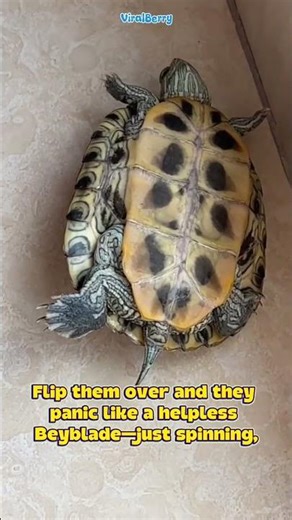Turtles Can Fart and Breathe from the Same Hole!? 😭🐢