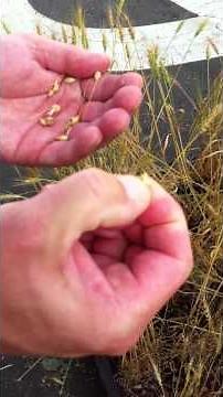 The Growth Process of Wheat.MOV