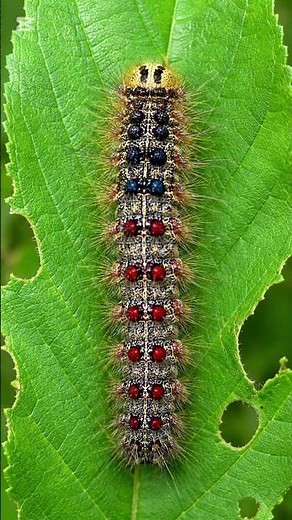 Lymantria dispar (Spongy Moth) #ArboristPracticalExam #ArboristYoonJunwon