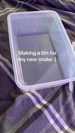 Proper Snake Enclosure Set-Up Guide