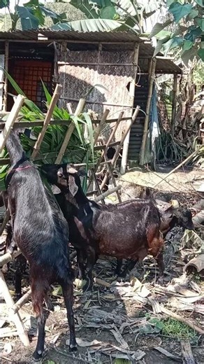 goat farm in Assam farming #goathusbandry #animals #goatfarming #funny #goatfarmingbusiness