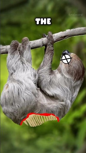 Three Animals With the Toughest Life! #viral #animals #facts