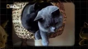 Documentaire | La face cachée des chats