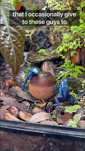 I Have The Answers For You…. #fyp #terrarium #youtubeshorts