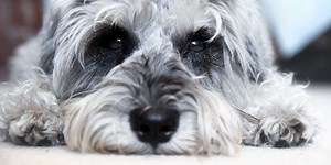 10 signs your dog is bloated and what to do about it