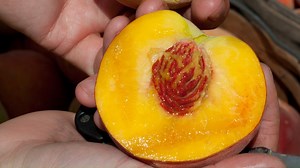 If you haven't had a juicy, NC peach than you're missing out! It's the peak of the season and now is the time. Lineberger's Maple Springs Farm is having a great year! Ethan Lineberger talked to us about what led to the bountiful crop and gives us a little peach education, a peachucation! 😋🍑 | N.C. Farm Bureau