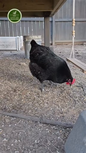 The Good Life Backyard on Reels