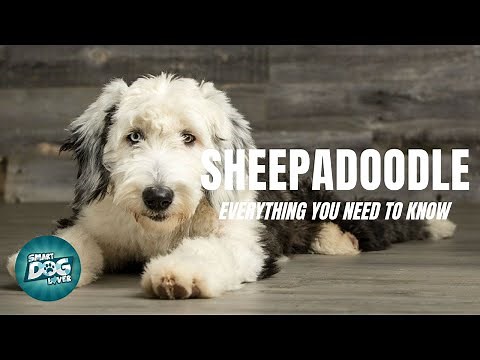 Sheepadoodle Dog Breed Guide | Dogs 101 - Sheepadoodle