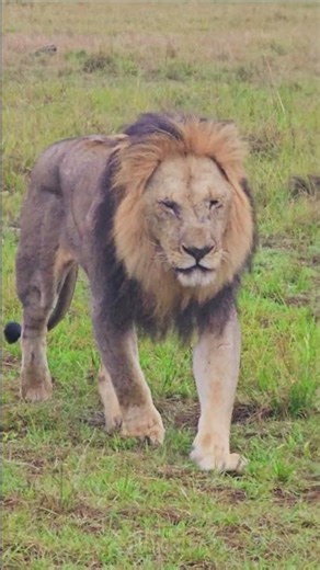 Magnificent Lion Approaching!! 🦁🦁🦁🦁 #Wildlife #ShortsAfrica