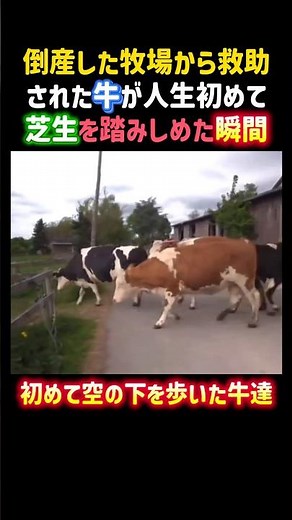 The moment a cow rescued from a bankrupt ranch stepped onto grass for the first time in its life