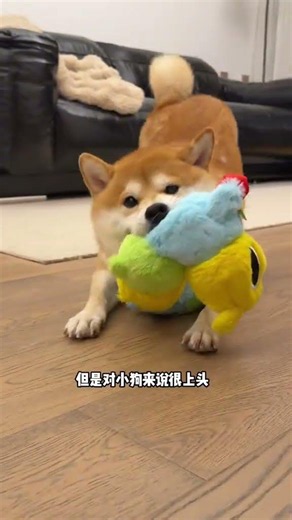 这个玩具也太适合中大型犬玩了！好看又好玩哈哈 #小狗玩具 #狗玩具耐咬 #宠物的玩具 #萌宠好物