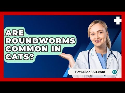 Are Roundworms Common In Cats? - PetGuide360.com