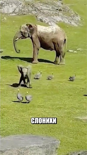 Неуклюжий малыш эпично рухнул В ТРАВУ 🤸‍♂️🐘😂
