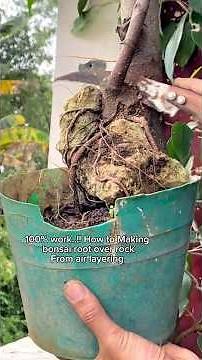 100% working, how to make bonsai root over rock from air layering #bonsai #garden #plants #nature
