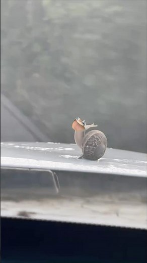 CarSnail’s heart will go on 🐌🚢 #snail #car #titanic #toad #toadsings #shorts