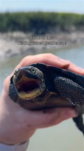 1.3K views · 363 reactions | Distinguished indeed 類 For...