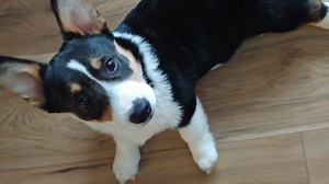 People are returning so many Corgi puppies, rescuers can't take in more
