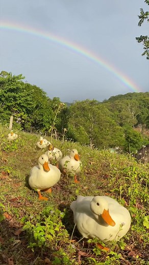 Waddling my way into each day 🌈 #duck #ducklings #cuteanimals #rainbow