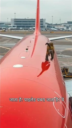 Ek Monkey Ne Puri Kahani Hi Badal Di 😱 | Movie Explained in Hindi #Shorts #filmshorts #movie