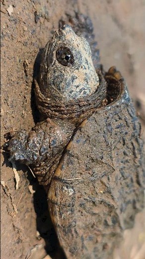 I Found A Baby Dinosaur !!!! Aka Snapping Turtle 4K