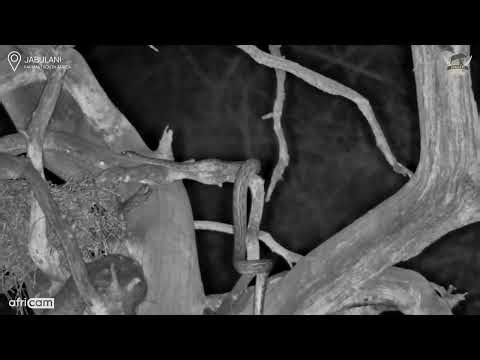 Silent Hunter: Southern African Python at Night