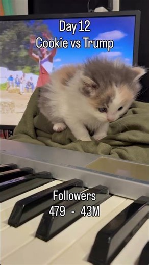 Day 12 | Cookie vs Trump