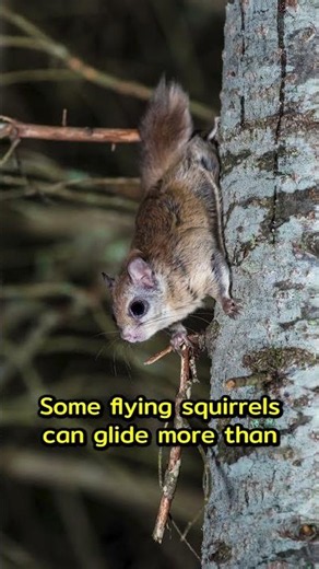 Amazing Flying Squirrel Facts! 🌙🐿️ Glide Time! | Animal Flow Factory
